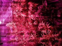 new grow day 93 flower day 75.jpg