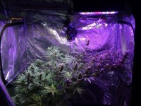 Tent at 4wks since flip.jpg