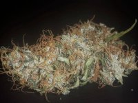 ACE SEEDS PANAMA FEM. .jpg