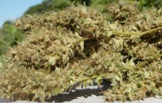 Tropical sativa buds.jpg