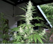 A Sour Diesel x Congo Kandy also pollinated with the Bangi Haze male.jpg