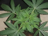 BLUEBERRY HEADBAND 6.jpg