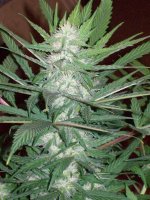 BIG SUR HOLY WEED 048.jpg