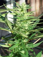 BIG SUR HOLY WEED 014.jpg