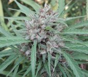 Malawi outdoor bud.jpg