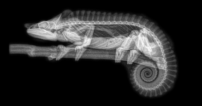 chameleon_xray_oregon_zoo_PNG_600x315_q80_crop-smart.png