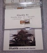 Gluekle S1 pack - Copy.jpg