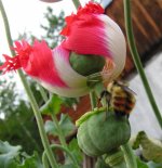 Manouvers around flowers to get to the pods.jpg