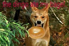 dingo1.jpg