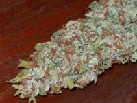 BIG SU HOLY WEED CUT 004.jpg