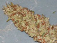 BIG SU HOLY WEED CUT 038.jpg