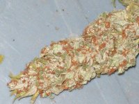 BIG SU HOLY WEED CUT 047.jpg