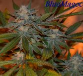 BlueMagooTop_12-20-17.jpg