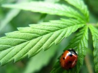 stoner_ladybug_by_tul_152-d3cvljg.jpg