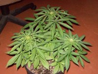 FL LED GARDEN UPDATE 012.jpg