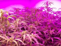 FL LED GARDEN UPDATE 029.jpg