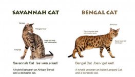 F1-Savannah-Cat-Vs-Bengal-Cat.jpg