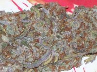 PURPLE SATELLITE X URKLE BEST BUD 027.jpg