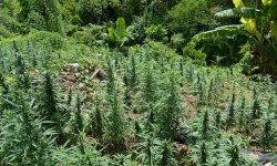 jamaican-cannabis-exports.jpeg