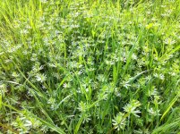 smooth-bedstraw.jpg