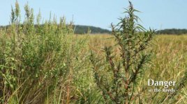 plants_water_hemp_Amaranthus_cannabinus.jpg