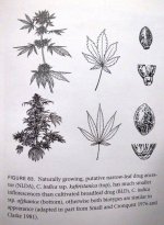 Difference between C. indica kafiristanica and C. i. afghanica.jpg