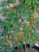 sickplantsverticalgrow 026.jpg