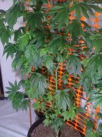 sickplantsverticalgrow 028.jpg