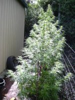 my outdoor sativa.jpg