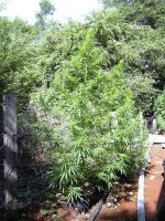 outdoor sativa.jpg