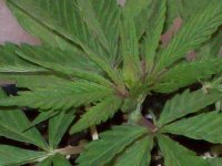 ZACATECAS & HAWAIIAN SATIVA 064.jpg