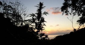 Sativa sunrise.jpg