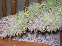 PURPLE SATELLITE HARVEST 018.jpg