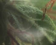 Trichomes.jpg