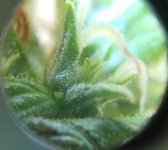 Trichomes 3..jpg