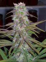 PURPLE SATELLITE X PURPLE URKLE WEEK 6 003.jpg