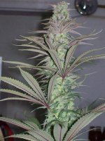 PURPLE SATELLITE X PURPLE URKLE WEEK 6 035.jpg