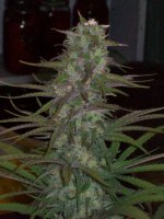 PURPLE SATELLITE X PURPLE URKLE WEEK 6 055.jpg