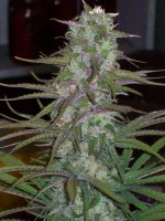 PURPLE SATELLITE X PURPLE URKLE WEEK 6 053.jpg