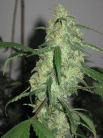 chocolope bud - 8 to 10 wks_1.JPG