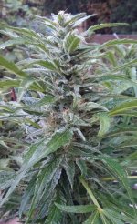 IMG_20191001_113248_+__back-porch-indica.jpg