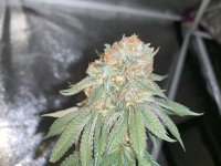 jager-punch-feminized-seed.jpg