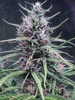 Oldtimer's Haze Jordy cola starting to mature2.jpg