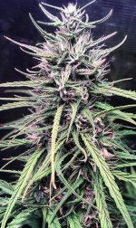 Oldtimer's Haze Jordy cola starting to mature3.jpg