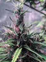 Oldtimer's Haze Jordy bud starting to mature4.jpg