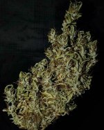 Oldtimer's Haze Jordy harvested bud2.jpg