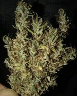 Oldtimer's Haze Jordy harvested bud.jpg