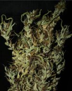 Oldtimer's Haze Jordy harvested bud3.jpg