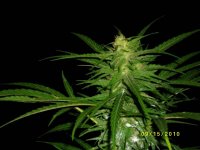 Sourcream & Haze 038.jpg