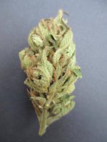 Erdbeer x SPG F1, random bud close up.jpg